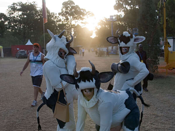 Icarus Cows - Image Mike Nybroe